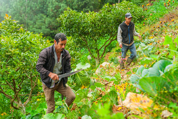 A couple of farmers harvest cabbages on their farm in the mountains.