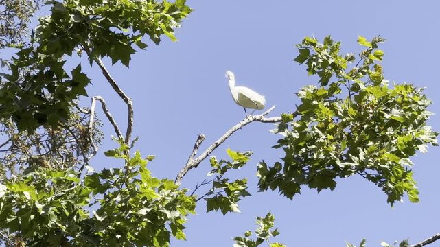 Snowy egret perches on branch, defecates and flies away	