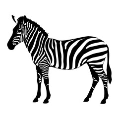 Fototapeta premium Detailed Zebra Animal with Stripes Vector Illustration
