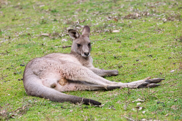 Photograph of a Kangaroo relaxing on grass in the midday sunshine in Capertee Valley in the Wollemi National Park in the Central Tablelands of NSW, Australia.