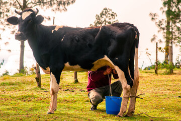 A farmer milks a black cow and extracts milk for his family's consumption. He uses a blue plastic bucket to collect the milk.