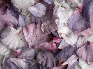 Close up of Delicate Pink and Purple Flower Petals