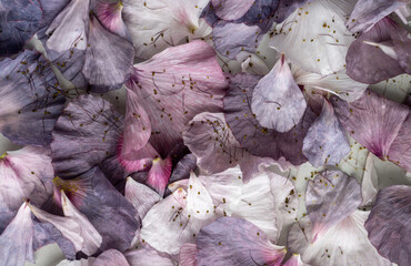 Close up of Delicate Pink and Purple Flower Petals