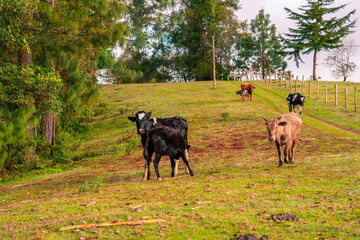A group of cows graze in the mountains. The cold weather shows a cloudy landscape.