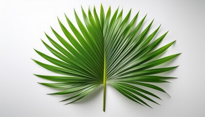 single vibrant green palm leaf positioned against a clean white background the leaf showcases a rich texture and detailed fronds emphasizing its natural beauty and tropical essence making it suita