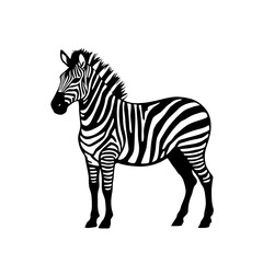 Fototapeta premium Zebra vector illustration of a wild, striped mammal standing in profile, isolated on white