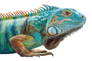 Iguana close-up tropical habitat animal photography nature macro. Isolated on transparent background, png.