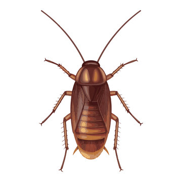 brown cockroach insect top view clip art preview
