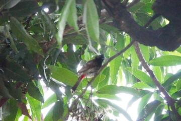 A bulbul is on a branch covered with green leaves