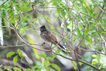 A red vented bulbul on a thin branch in close up