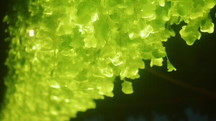 Tropical rainforest canopy where bioluminescent lichens form glowing constellations between branches, synchronized flashing to attract pollinators