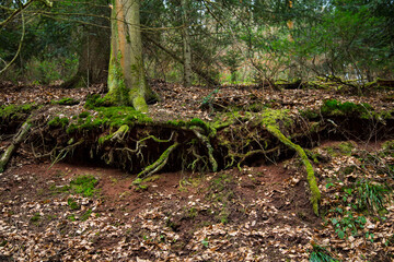 Obraz premium Forest Floor with Moss-Covered Roots