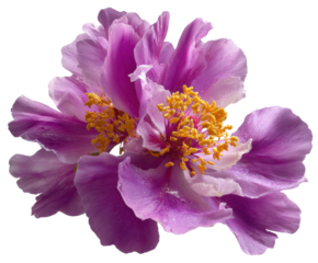 Blooming purple flower garden close-up nature vibrant colors. Isolated on transparent background, png.