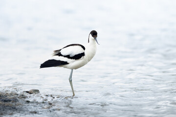 Avocet at waters edge looking at camera - Recurvirostra avosetta