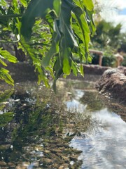stream in the forest