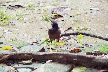 A common myna is staring her backside by twisted her neck