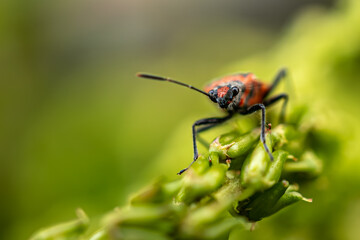 beetle, bug, corizus hyoscyami, cinnamon bug, insecta, from the front, 
Käfer, Bug, Corizus hyoscyami, Zimtwanze, Insekten, von vorne