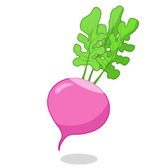 Isolated radish on white background. Vector illustration of root vegetable for menu, children's activity book, print.