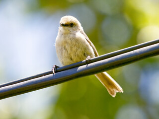 A fluffy young bushtit perches on a black wire against a softly blurred background of green and gold foliage