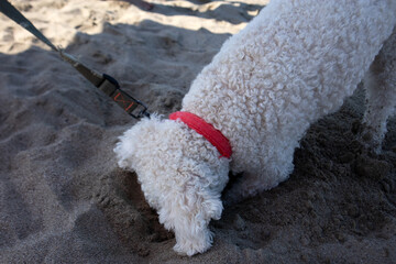 Lagotto Romagnolo in vacanza al mare