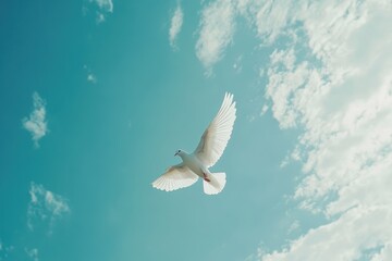 Obraz premium White dove flying gracefully against the backdrop of a clear blue sky, white dove symbol of peace flies on the blue sky
