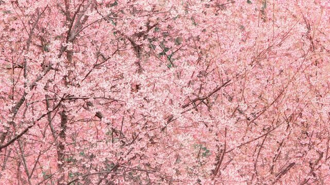 A profusion of pink cherry blossoms covers the branches in springtime