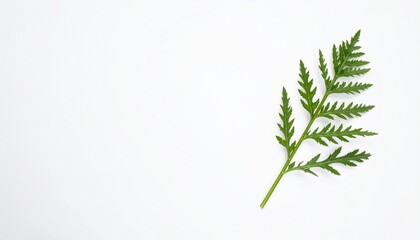 Obraz premium Delicate green fern leaf isolated on a clean white background with ample copy space