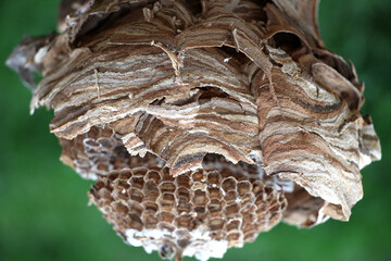 Natural hornet's nest