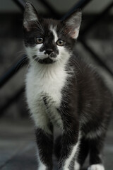 The image shows a black and white kitten with a white chest and paws, standing on a dark background with a blurred, possibly metallic, structure behind it.