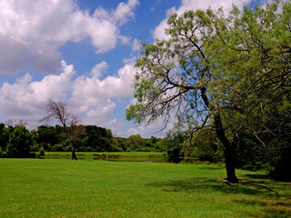 Trees Along An Open Field With A Small Pond_1011037