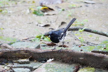 An oriental magpie Robin bird is sitting on tree root