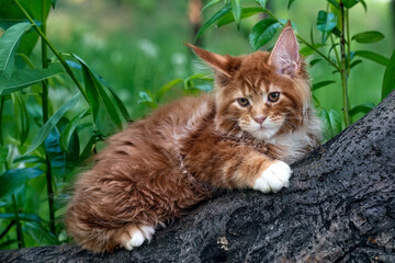 A big red maine coon kitten sitting on a tree in a forest in summer.