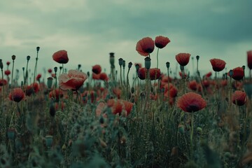 Obraz premium Close up of vibrant wild poppy field waving gently in the breeze during a tranquil afternoon, Field of poppies in the wild Close up Slow motion