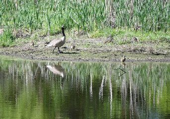 Canada Goose Family