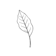 Simple line sketch of a bay leaf for culinary and decorative use  