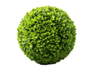 Creating lush greenery artificial plant sphere decor indoor close-up. Isolated on transparent background, png.