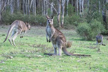 Photograph of a Kangaroo standing on grass in the midday sunshine in Capertee Valley in the Wollemi National Park in the Central Tablelands of NSW, Australia.