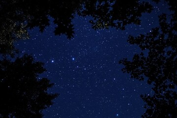 Timelapse capturing the beauty of a starry sky framed by treetops at night, Time-lapse of the starry sky
