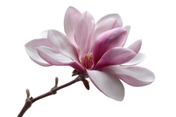 Beautiful magnolia flower close-up nature floral photography serenity. Isolated on transparent background, png.