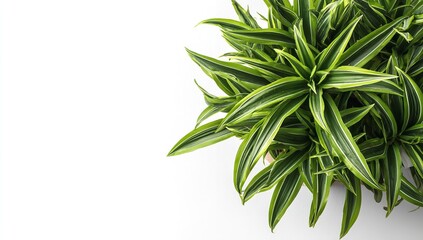 Fototapeta premium Vibrant Dracaena Plant on White Background – Lush Green Indoor Foliage for Air Purification and Natural Decor