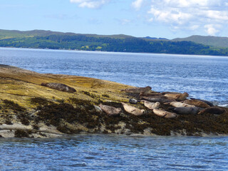 Seals lie on an island with mountains in the sea in the background