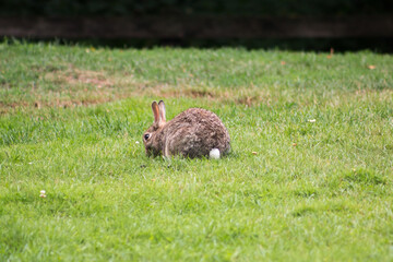 Helsinki Rabbit
