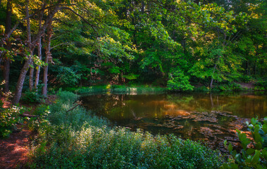 A nice shadowy landscape of a lagoon on the shore in a forest in summer shade at Lake Wheeler Park in Raleigh, North Carolina USA. 