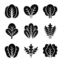 Leafy Greens Collection: A set of nine monochrome vector illustrations showcasing various types of spinach and lettuce, ideal for culinary design or healthy eating branding.