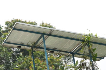 Solar panel on a pole, several creeper plants are creeping there © Sumita