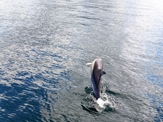 A dolphin swims in the water © Татьяна Швец