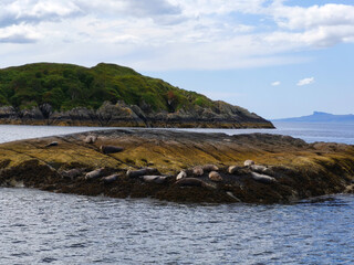 Seals lie on an island with mountains in the sea in the background