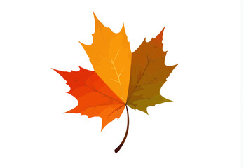 Obraz premium Autumn maple leaf with orange and yellow colors on white background 