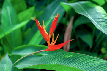 Abstract background with red heliconia flowers and green leaves. Nature and environment concept.