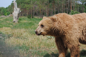 brown bear